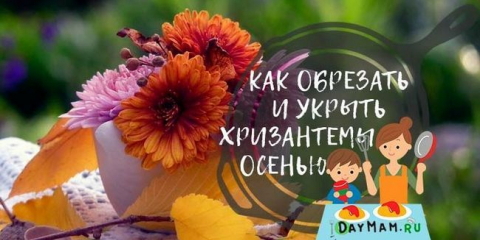 Chryzantémy na podzim: péče a příprava na zimní úkryt